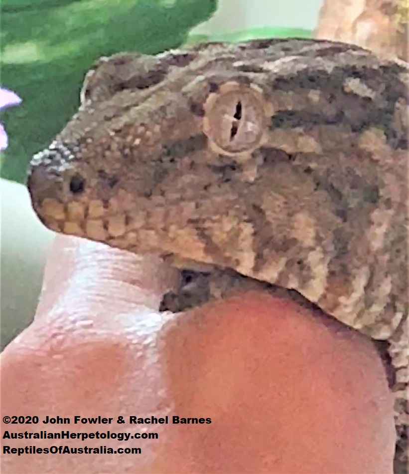 New Caledonian Giant Gecko Rhacodactylus leachianus